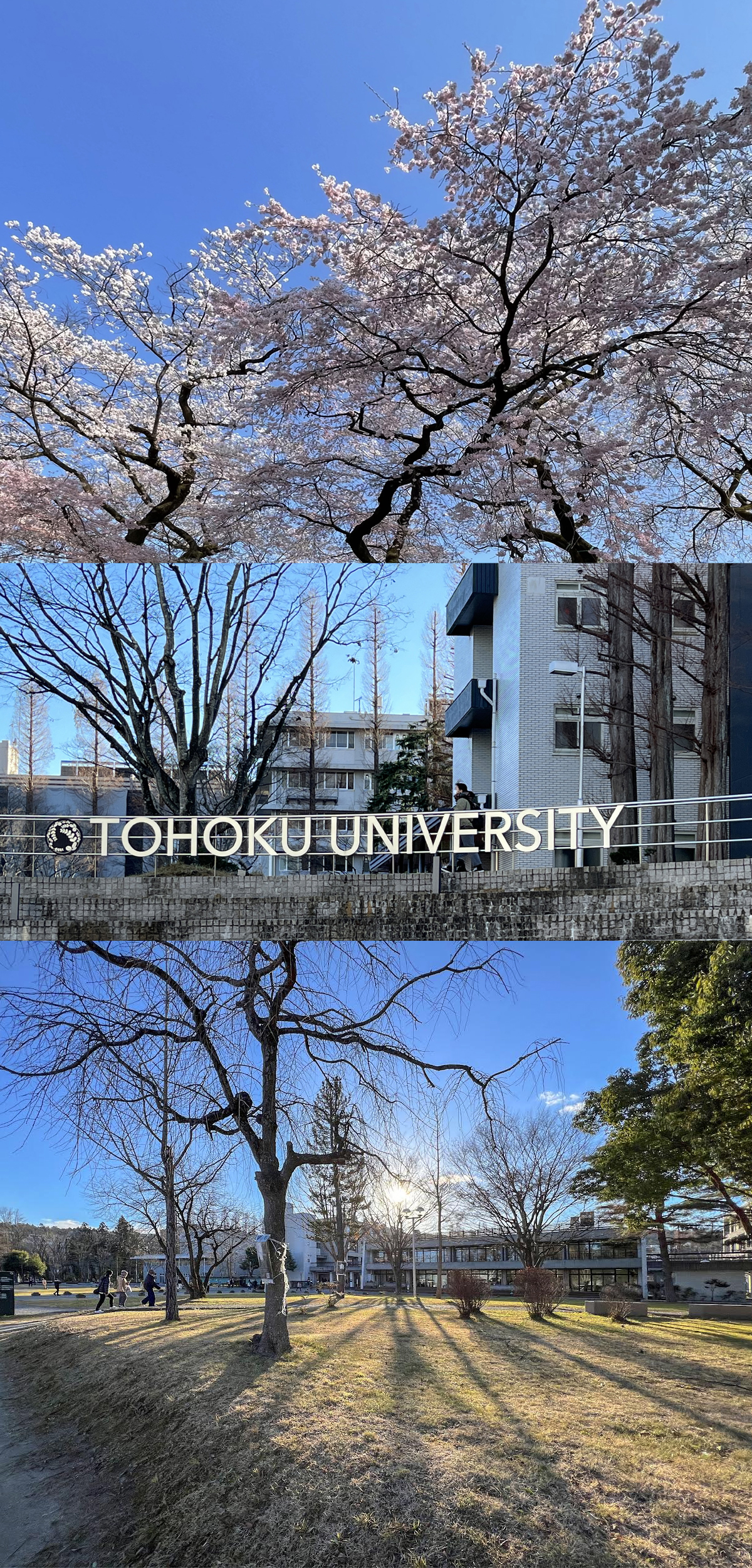 東北大学川内キャンパスそば学生専用新築マンションAround川内川前丁