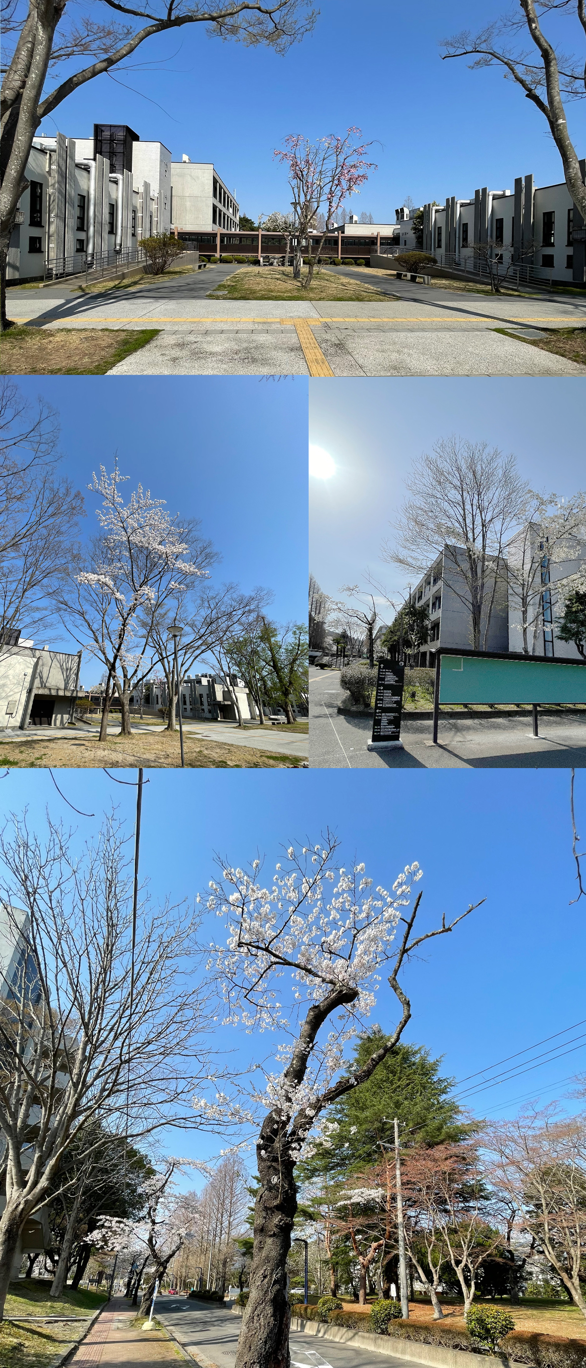 東北大学川内キャンパスそば学生専用新築マンションAround川内